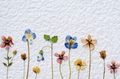 Come asciugare i fiori per un erbario