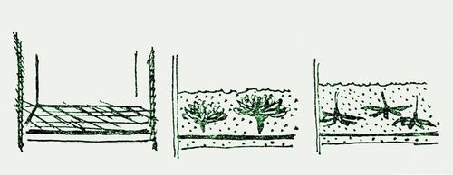 Come asciugare i fiori per un erbario
