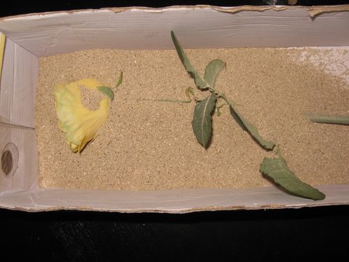 Come asciugare i fiori per un erbario