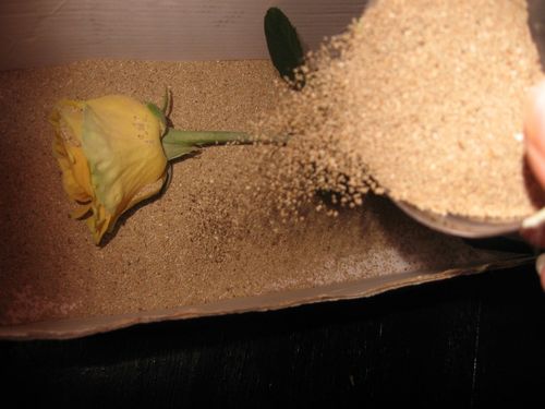 Come asciugare i fiori per un erbario