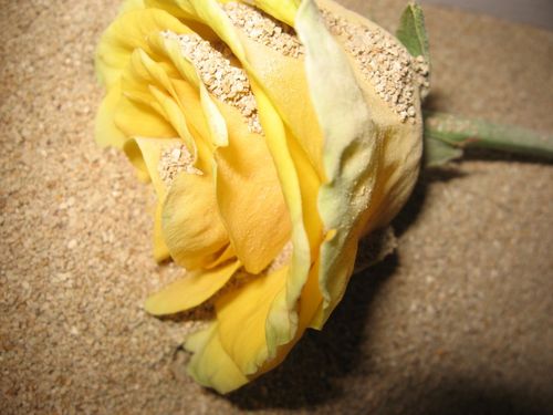 Come asciugare i fiori per un erbario