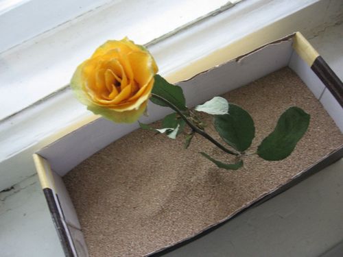 Come asciugare i fiori per un erbario