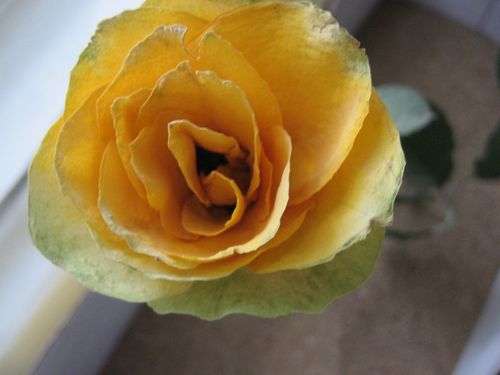 Come asciugare i fiori per un erbario