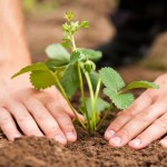 Come perdere le fragole - foto e video Come perdere le fragole - foto e video