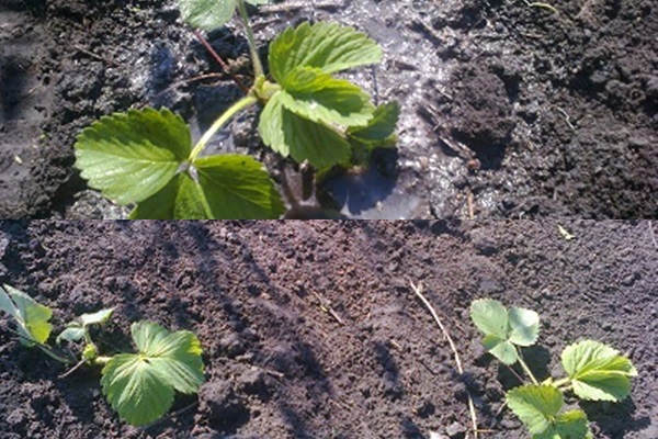 Come perdere le fragole - foto e video Come perdere le fragole - foto e video