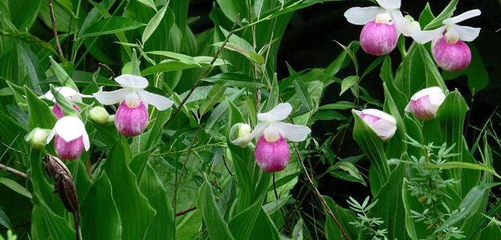 Come propagare un'orchidea Come propagare un'orchidea