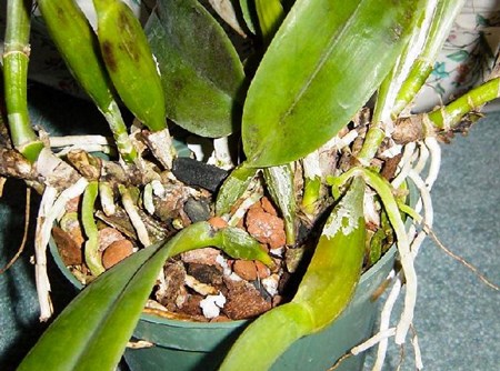 Come propagare un'orchidea: talee