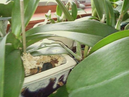 Come propagare un'orchidea: neonati