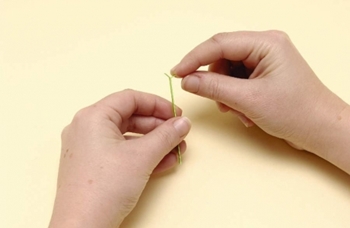 Quilling fiori da carta per i principianti