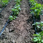 Come fare un sistema di irrigazione a goccia con le tue mani - video Come fare un sistema di irrigazione a goccia con le tue mani - video
