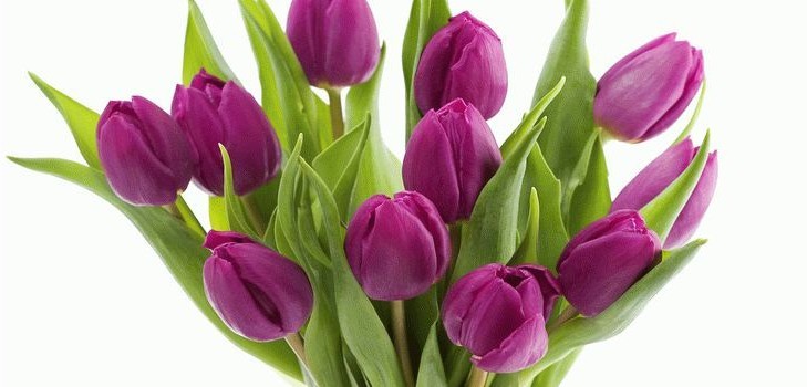 Tulipani in casa Tulipani in casa