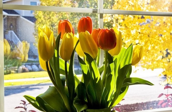 Tulipani in casa Tulipani in casa