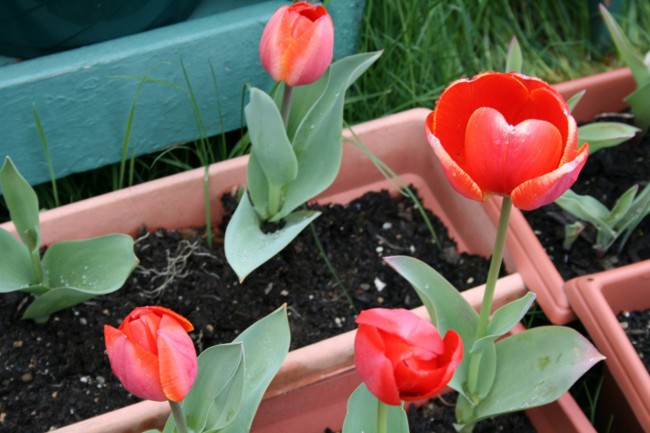 Tulipani in casa Tulipani in casa