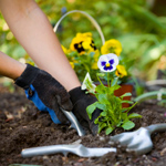 Come creare un giardino fiorito