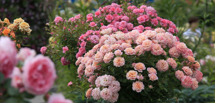 Come concimare le rose: consigli pratici