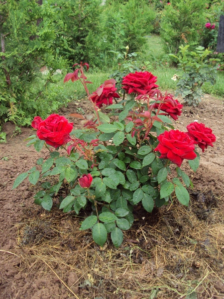Come concimare le rose: consigli pratici