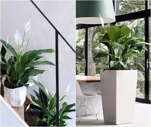 Malattie e trattamento di spathiphyllum