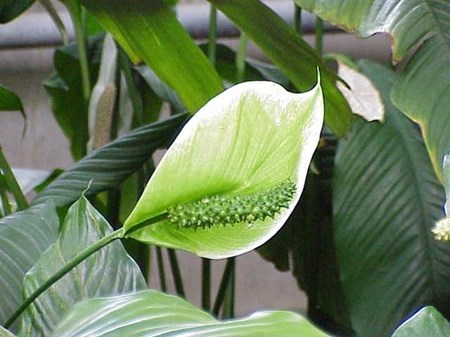 Cura per lo spathiphyllum in casa Cura per lo spathiphyllum in casa