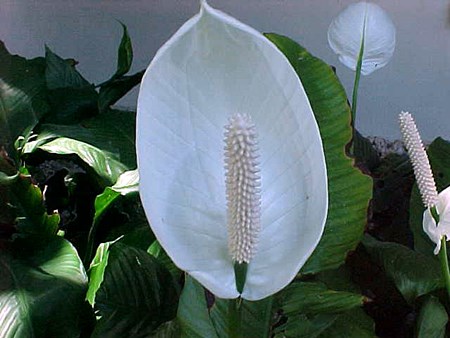 Trapianto spathiphyllum