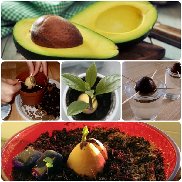 Come far crescere l'avocado da una pietra
