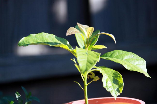 Come far crescere l'avocado da una pietra