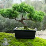 Come far crescere un bonsai Come far crescere un bonsai