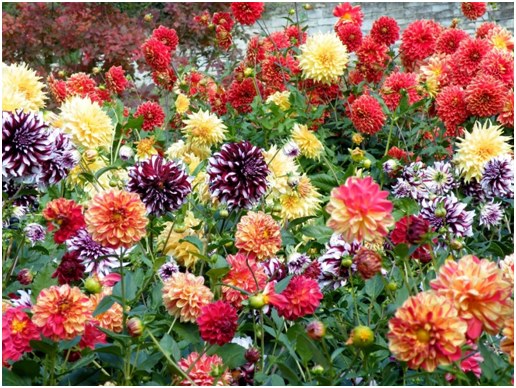 molti colori
