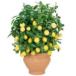 Come crescere un limone a casa? Come crescere un limone a casa?