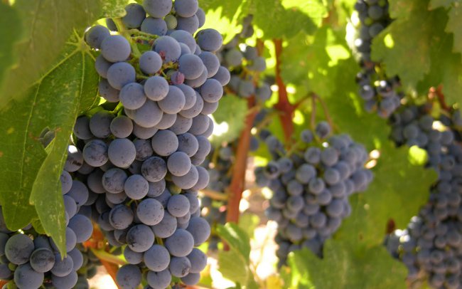 Come coltivare l'uva