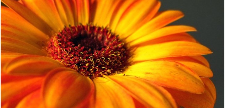 bella gerbera