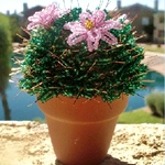 Cactus dalle mani delle perle
