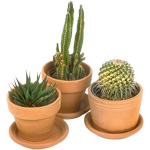 Cactus e cura per loro