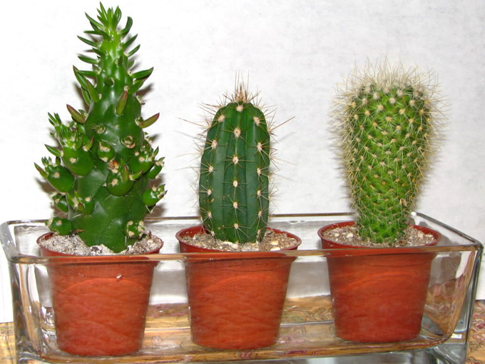 Cactus e cura per loro