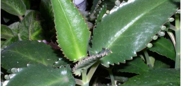 Pianta di Kalanchoe