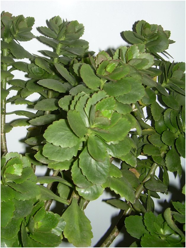 tagli di Kalanchoe