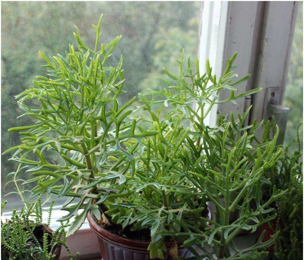 Kalanchoe - il medico sul davanzale