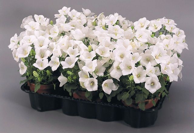 Prendersi cura della Campanula