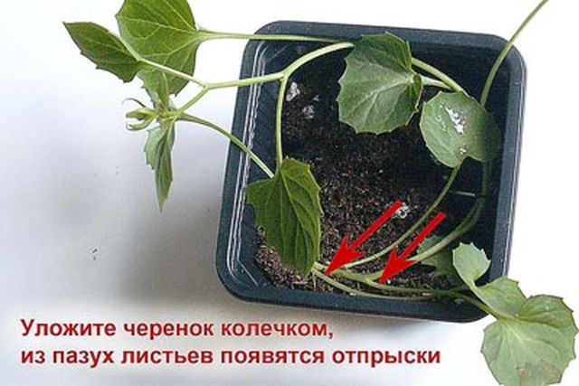 Prendersi cura della Campanula