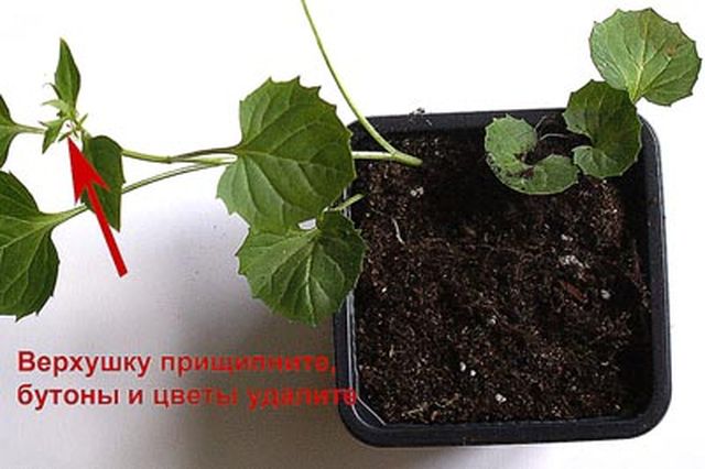 Prendersi cura della Campanula