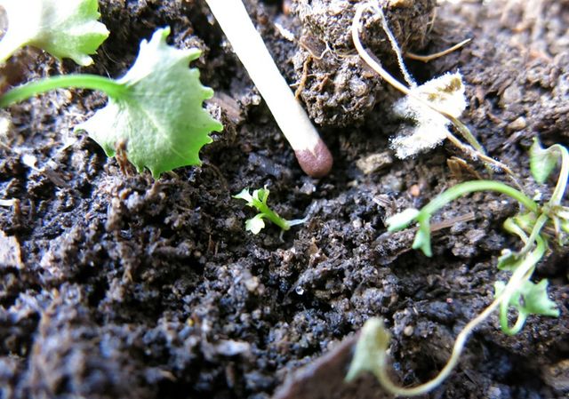 Prendersi cura della Campanula