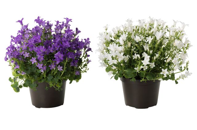 Prendersi cura della Campanula