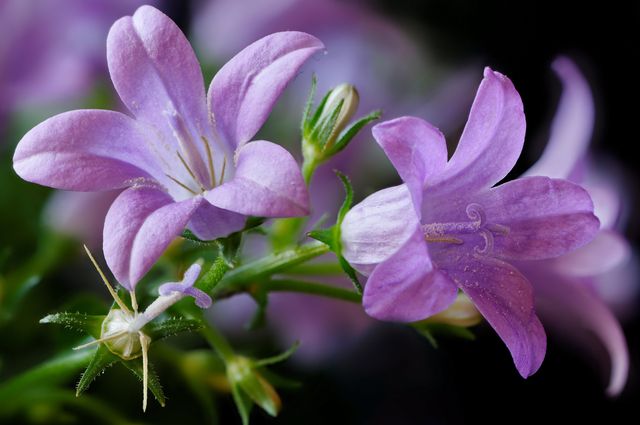 Campanula a casa - semina e cura (video, foto): consigli per un principiante floricoltore