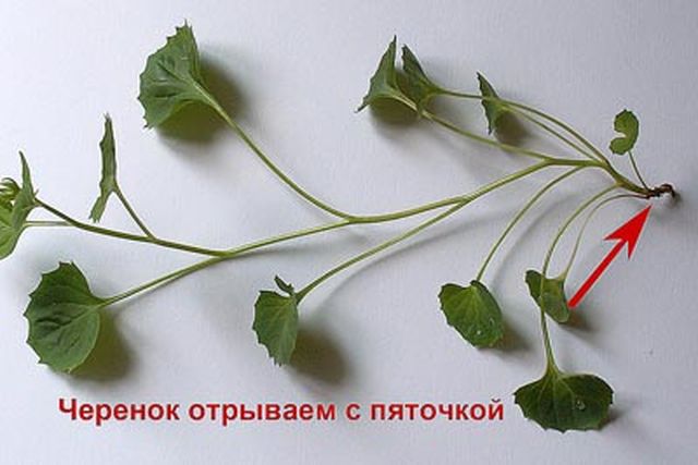 Prendersi cura della Campanula