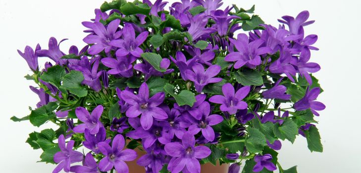 Prendersi cura della Campanula
