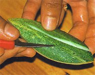 Scolpire da frutta e verdura?