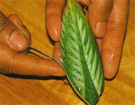 Scolpire da frutta e verdura?