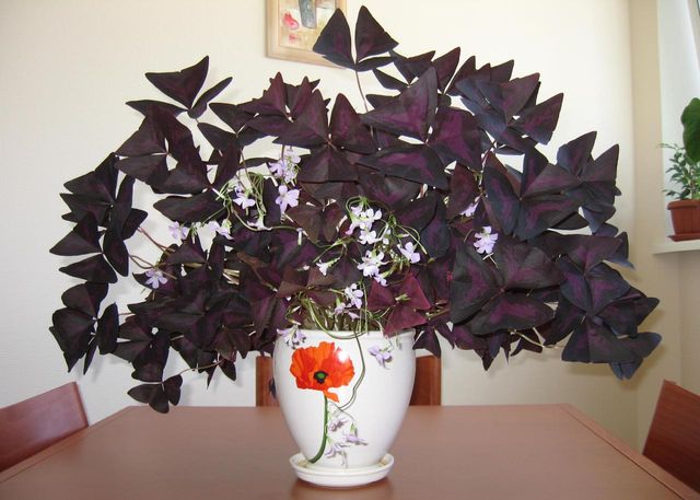 Assistenza infermieristica