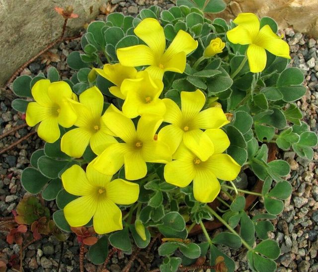 Assistenza infermieristica