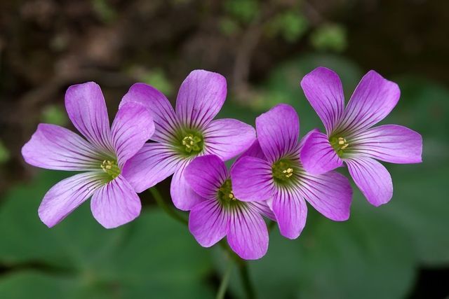 Assistenza infermieristica