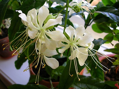 Clerodendrum